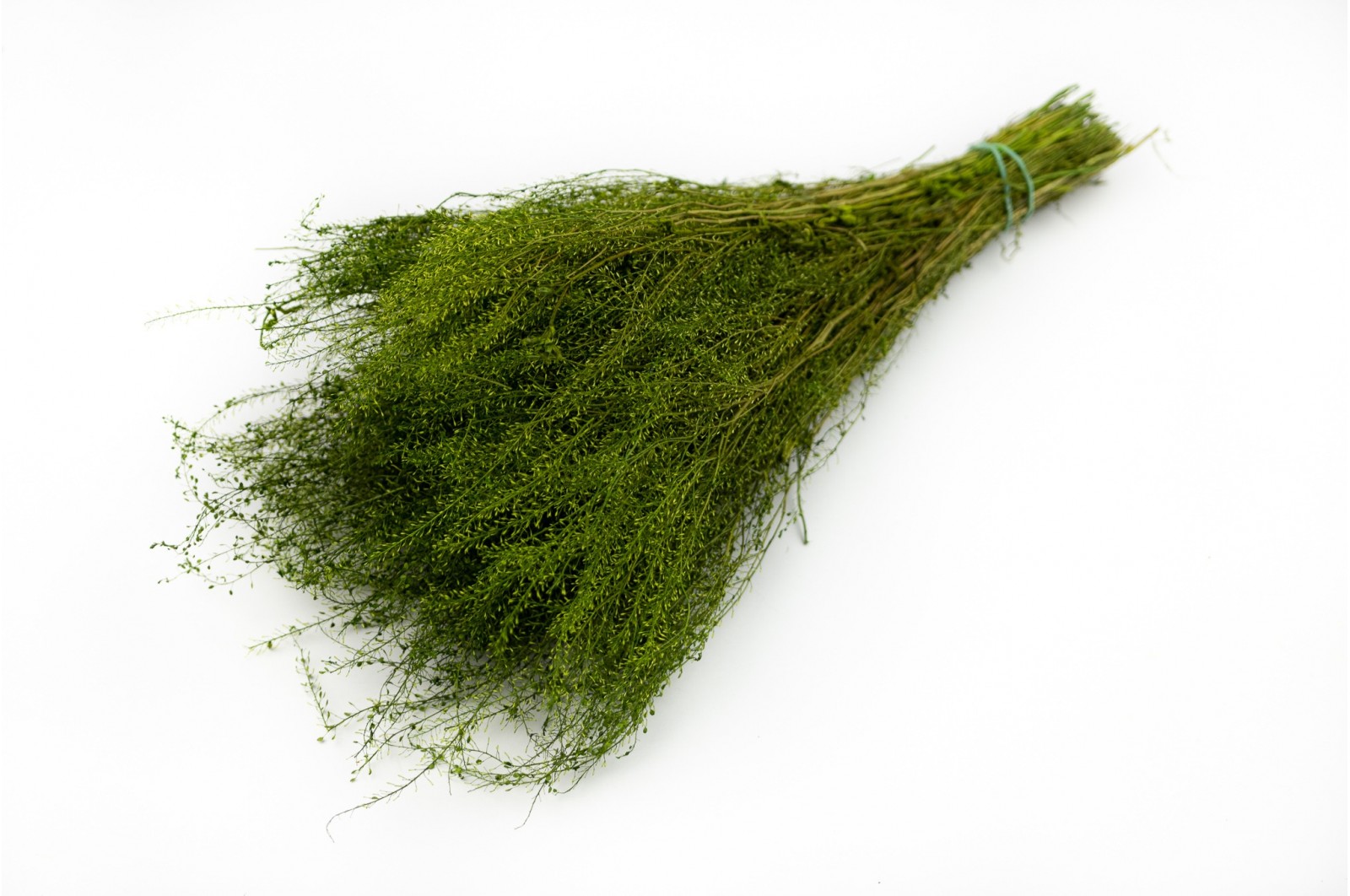 Lepidium stabilisé │vente aux pros│Grossiste en végétaux stabilisées