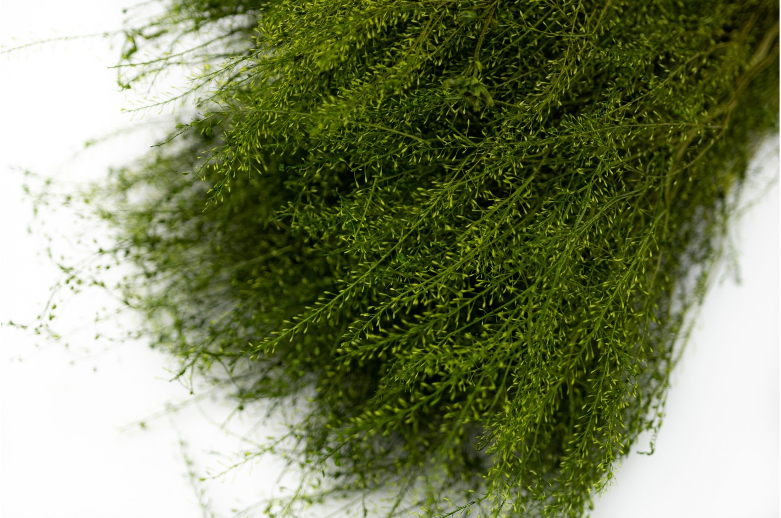 Lepidium stabilisé │vente aux pros│Grossiste en végétaux stabilisées