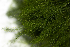 Lepidium stabilisé │vente aux pros│Grossiste en végétaux stabilisées