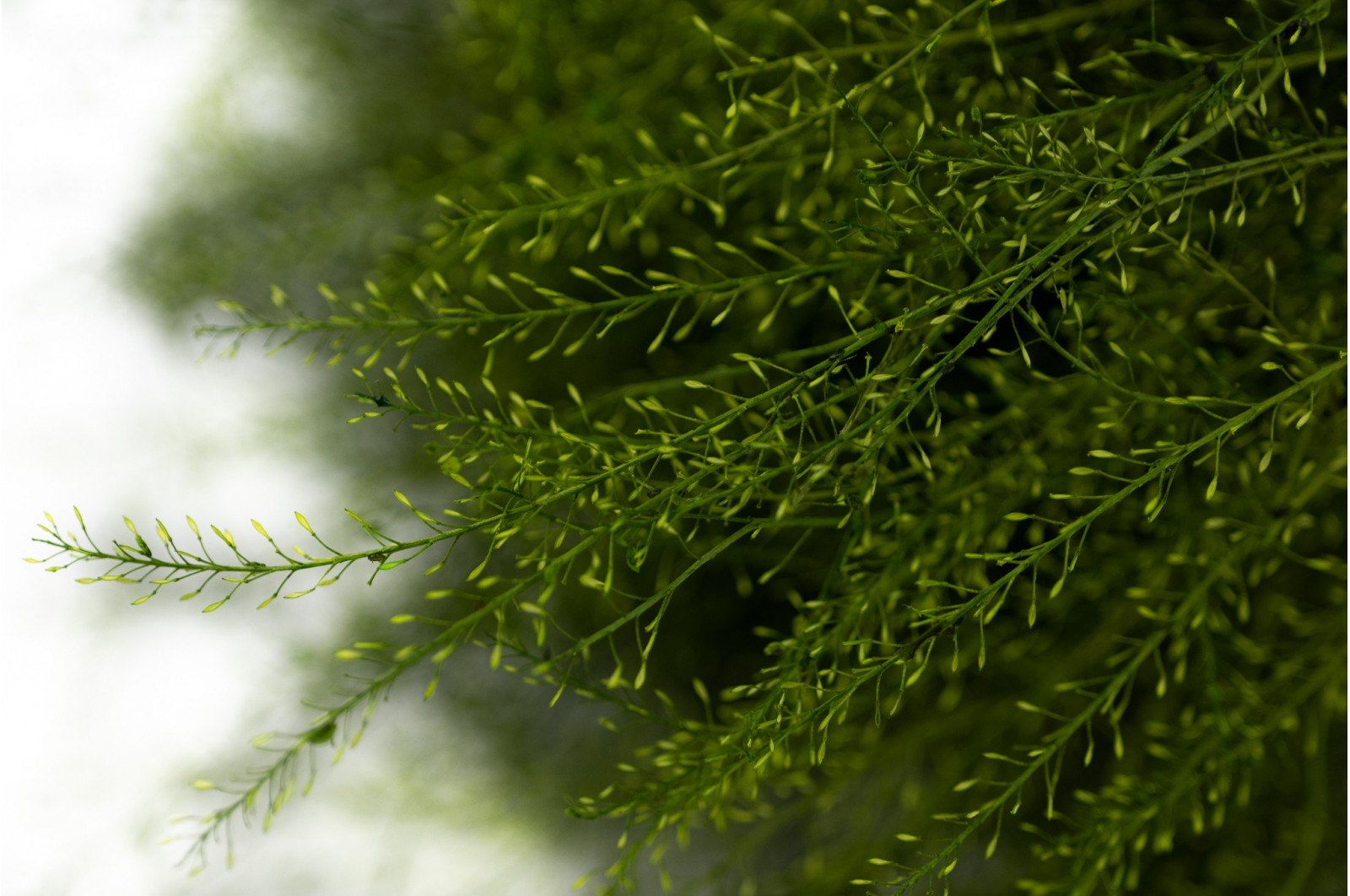 Lepidium stabilisé │vente aux pros│Grossiste en végétaux stabilisées
