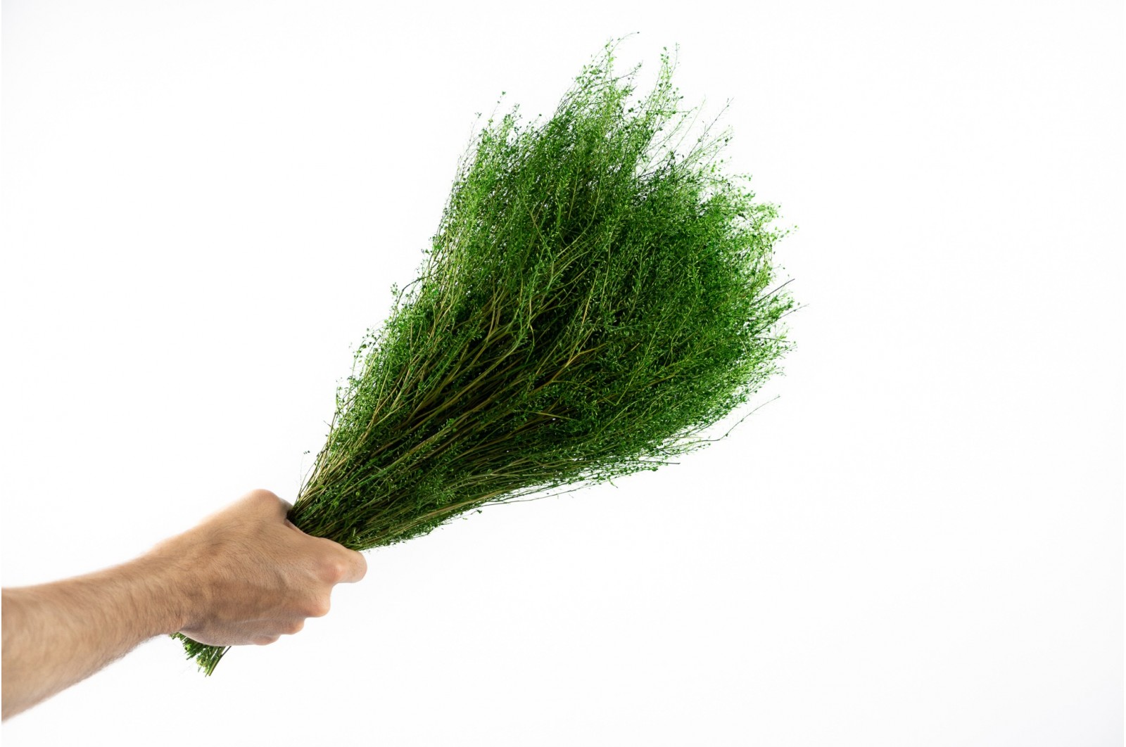 Lepidium stabilisé │vente aux pros│Grossiste en végétaux stabilisées
