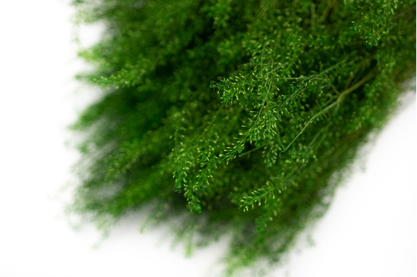 Lepidium stabilisé │vente aux pros│Grossiste en végétaux stabilisées
