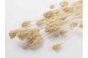 PHOCEALYS│Fleurs de fenouil séchées│vente aux pros│Grossiste