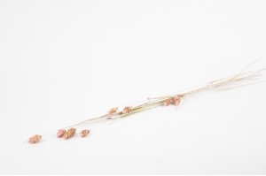 PHOCEALYS │Phalaris sec │vente aux pros│Grossiste en fleurs séchées