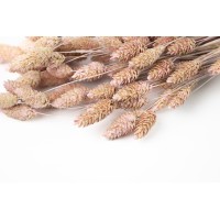 PHOCEALYS │Phalaris sec │vente aux pros│Grossiste en fleurs séchées
