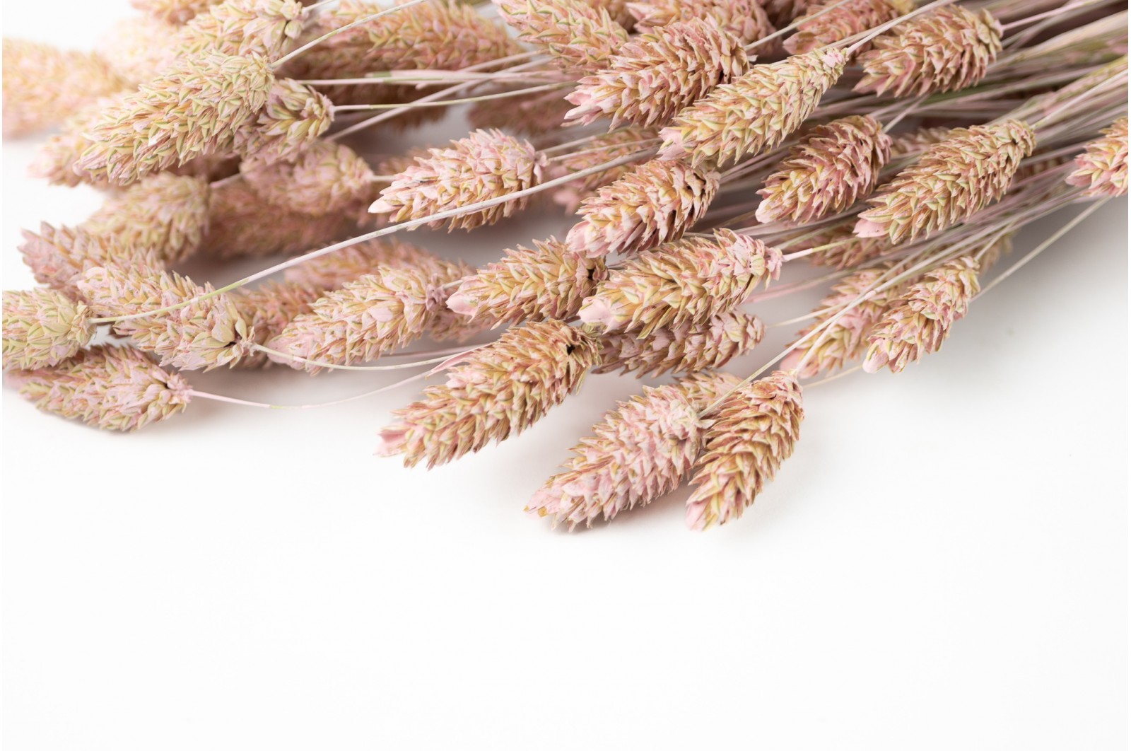 PHOCEALYS │Phalaris sec │vente aux pros│Grossiste en fleurs séchées