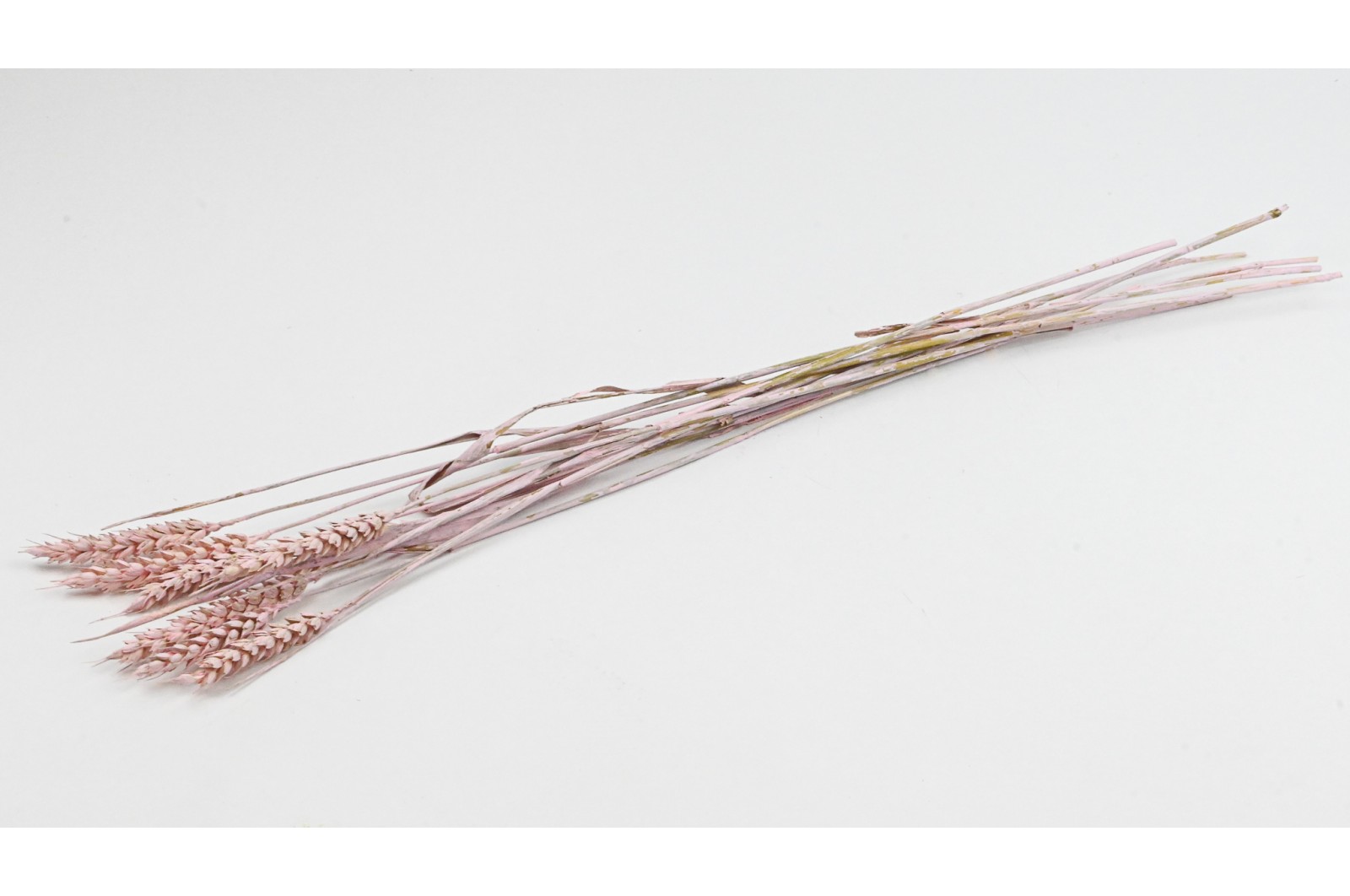 PHOCEALYS │Blé sec│vente aux pros│Grossiste en fleurs séchées