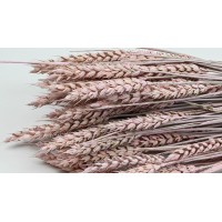 PHOCEALYS │Blé sec│vente aux pros│Grossiste en fleurs séchées