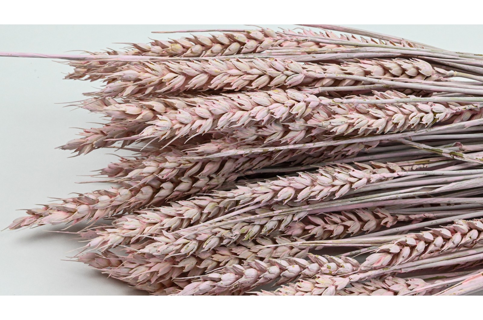 PHOCEALYS │Blé sec│vente aux pros│Grossiste en fleurs séchées