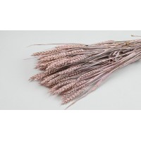 PHOCEALYS │Blé sec│vente aux pros│Grossiste en fleurs séchées