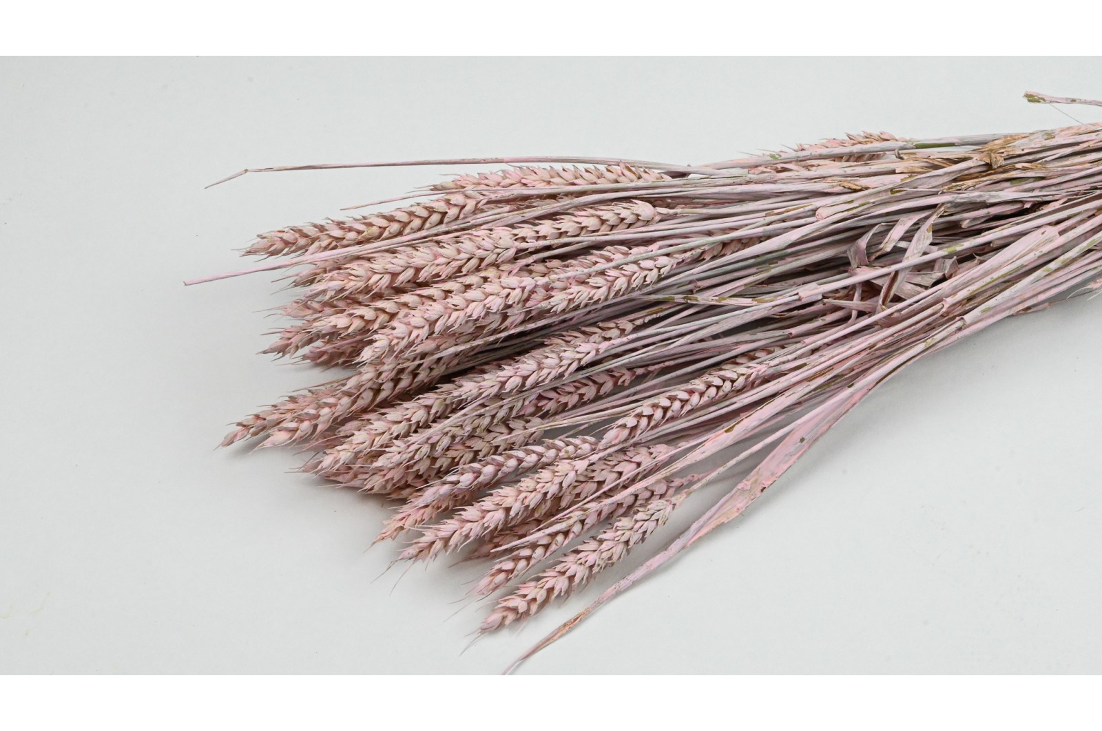 PHOCEALYS │Blé sec│vente aux pros│Grossiste en fleurs séchées