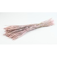PHOCEALYS │Blé sec│vente aux pros│Grossiste en fleurs séchées