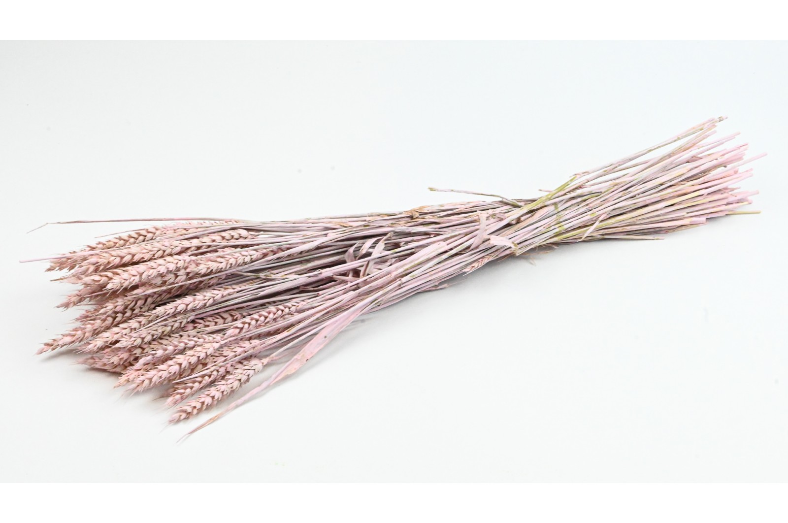 PHOCEALYS │Blé sec│vente aux pros│Grossiste en fleurs séchées