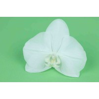 Orchidée phalaenopsis stabilisée│vente aux pros│Grossiste