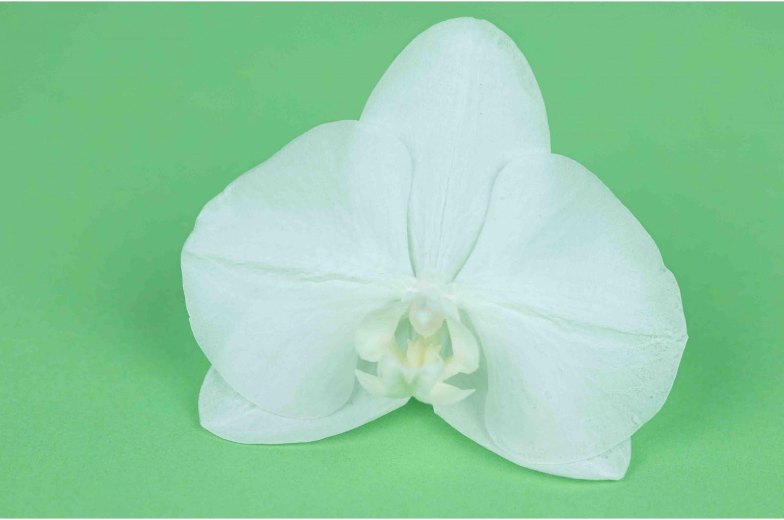 Orchidée phalaenopsis stabilisée│vente aux pros│Grossiste