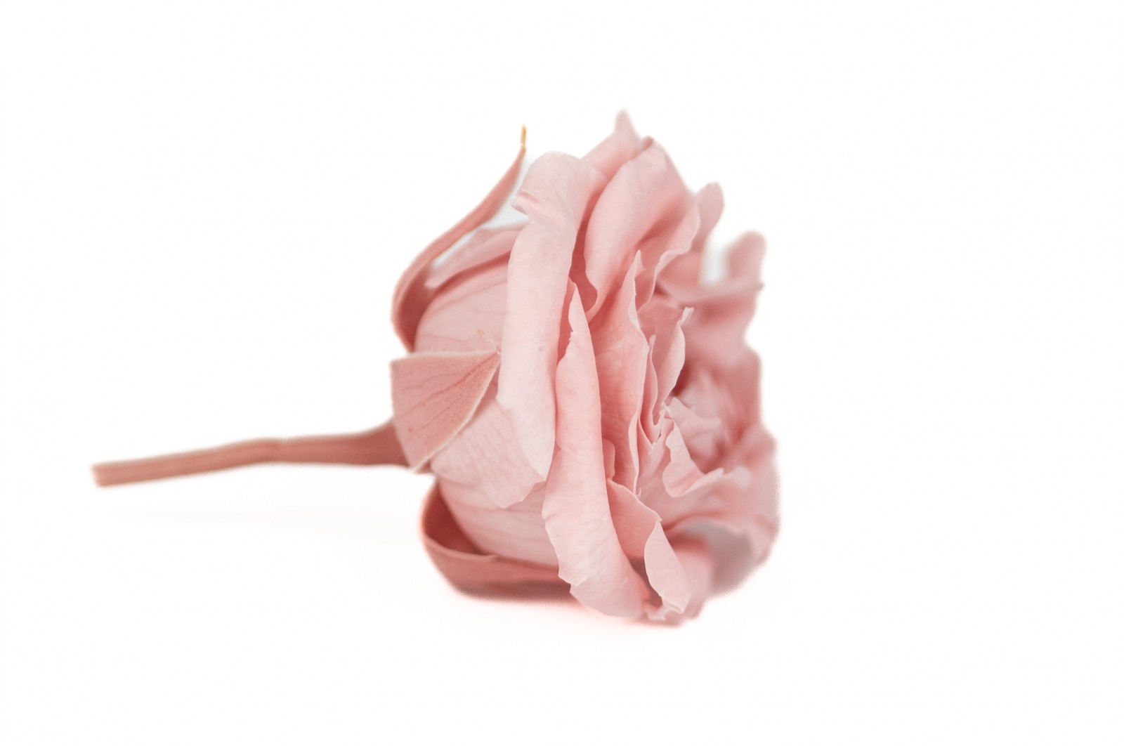 Rose majolica│vente aux pros│Grossiste en végétaux stabilisées