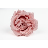Rose majolica│vente aux pros│Grossiste en végétaux stabilisées
