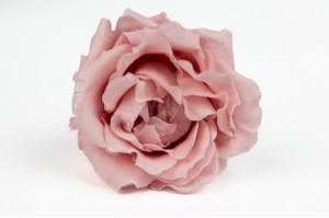 Rose majolica│vente aux pros│Grossiste en végétaux stabilisées