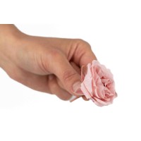 Rose majolica│vente aux pros│Grossiste en végétaux stabilisées