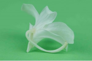 Orchidée dendrobium │vente aux pros│Grossiste en végétaux stabilisées