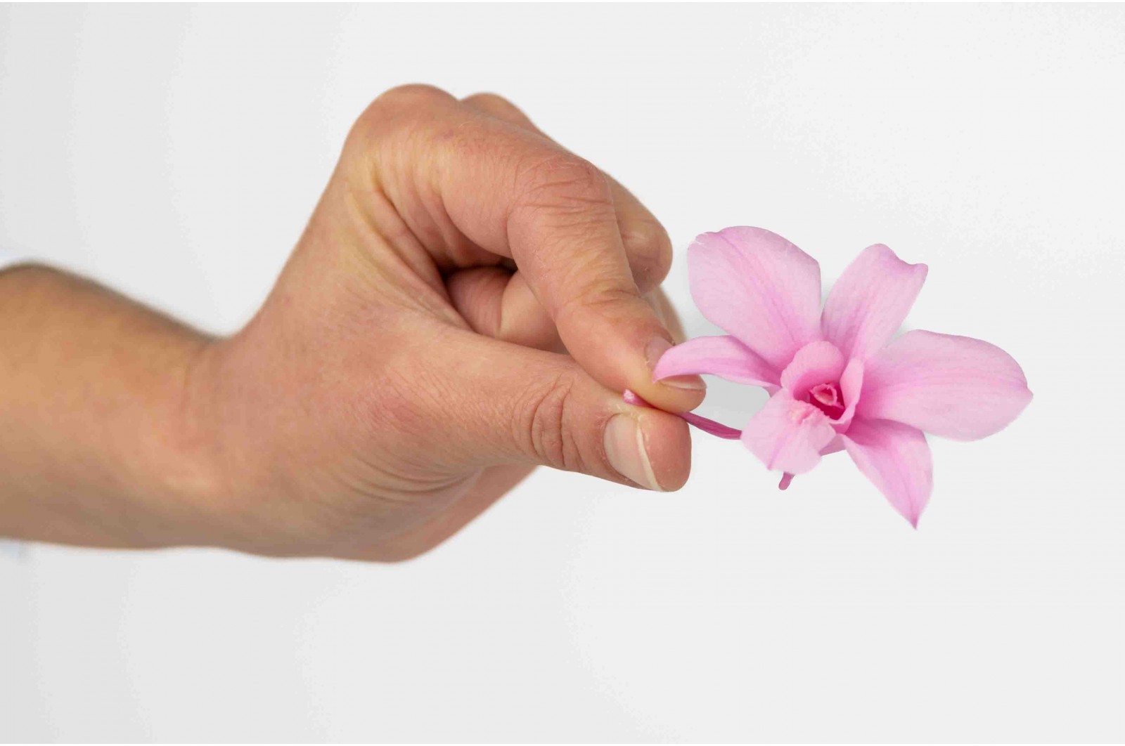 Orchidée dendrobium │vente aux pros│Grossiste en végétaux stabilisées
