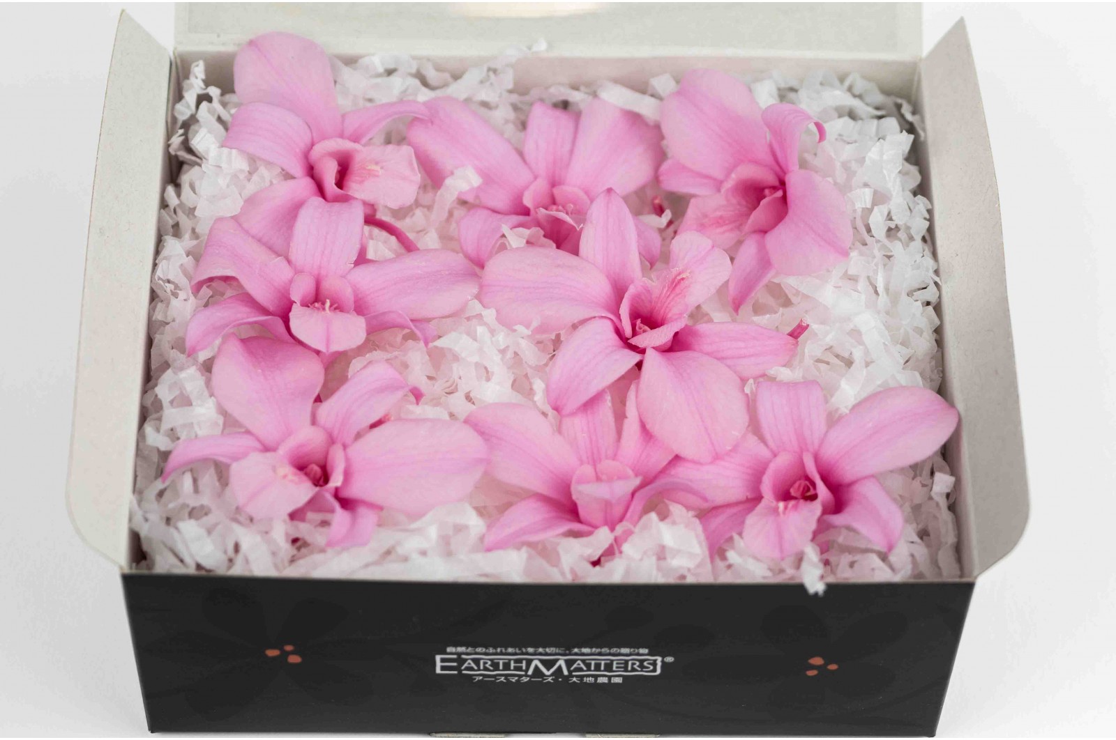 Orchidée dendrobium │vente aux pros│Grossiste en végétaux stabilisées