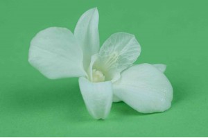 Orchidée dendrobium │vente aux pros│Grossiste en végétaux stabilisées