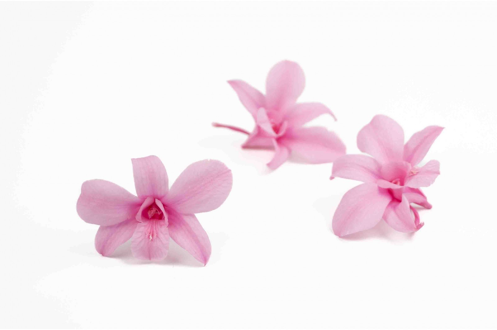Orchidée dendrobium │vente aux pros│Grossiste en végétaux stabilisées
