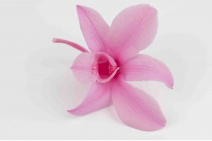 Orchidée dendrobium │vente aux pros│Grossiste en végétaux stabilisées
