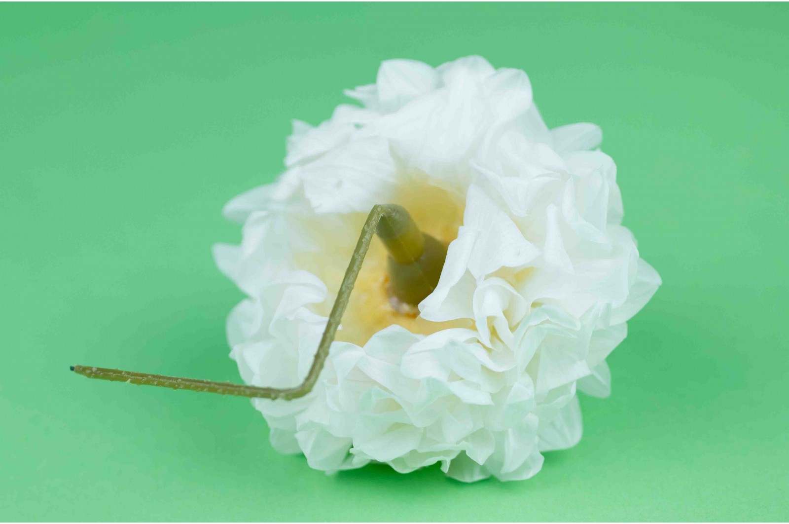 PHOCEALYS│Dahlia stabilisé│vente aux pros│Grossiste