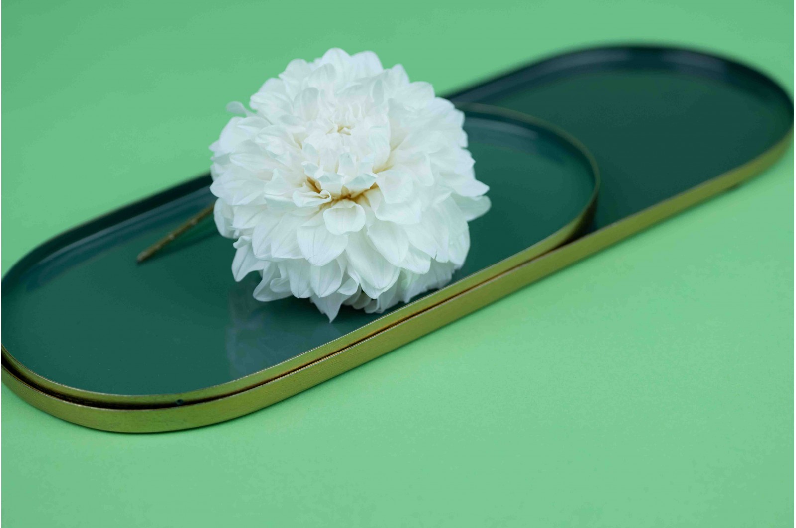 PHOCEALYS│Dahlia stabilisé│vente aux pros│Grossiste