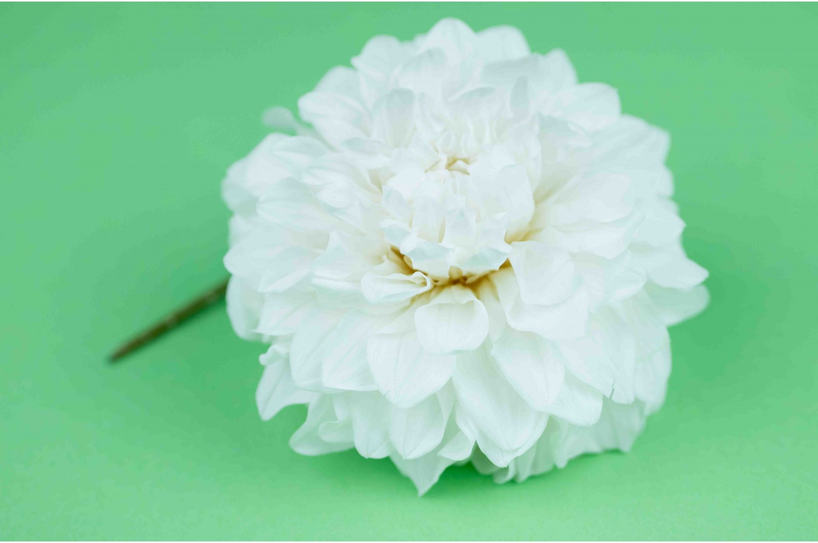 PHOCEALYS│Dahlia stabilisé│vente aux pros│Grossiste