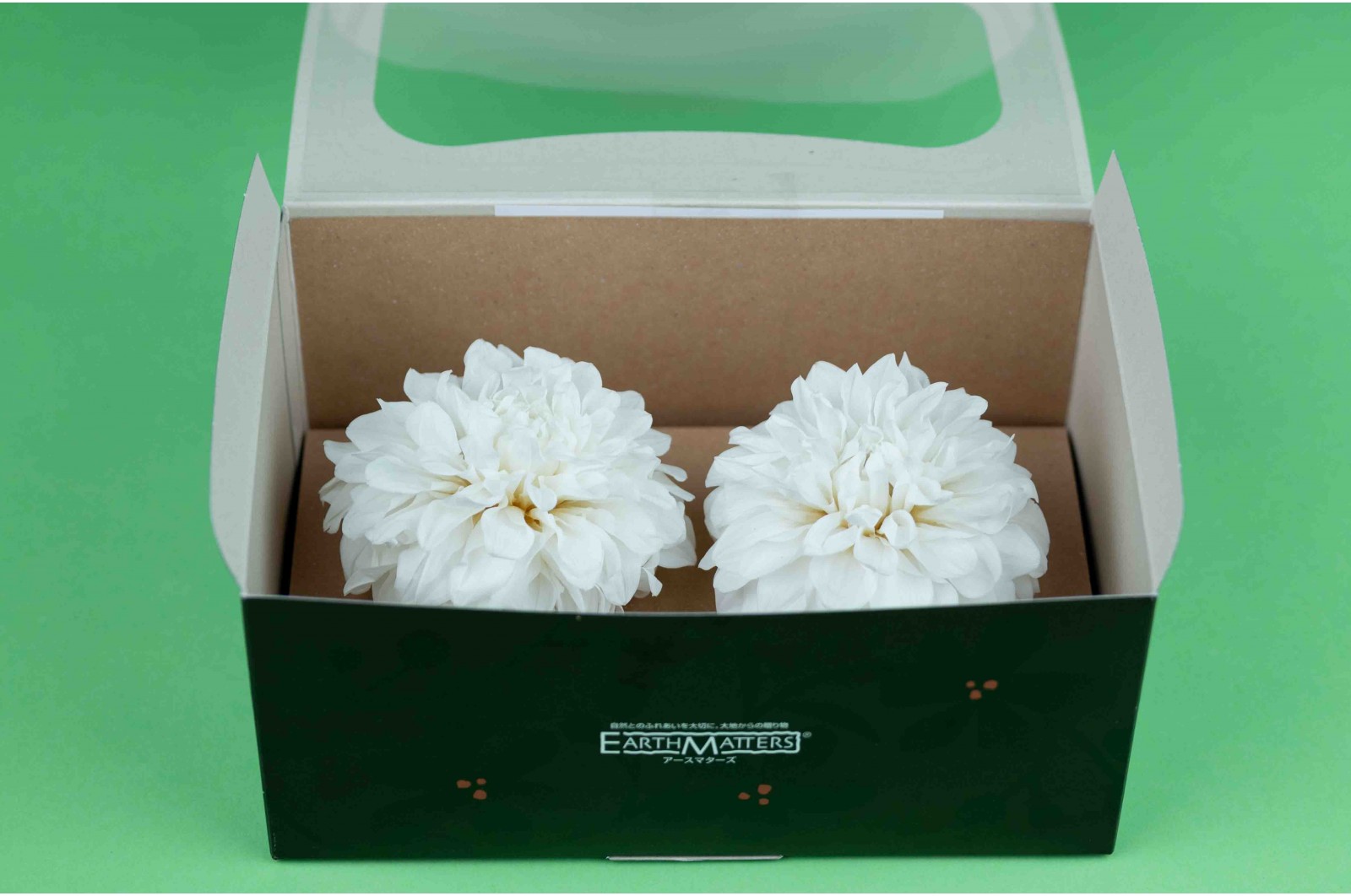 PHOCEALYS│Dahlia stabilisé│vente aux pros│Grossiste