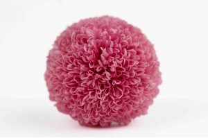 Chrysanthème stabilisé│vente aux pros│Grossiste