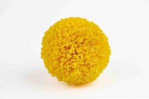 Chrysanthème stabilisé│vente aux pros│Grossiste