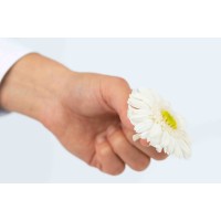 PHOCEALYS│gerbera stabilisé│vente aux pros│Grossiste