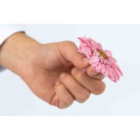 PHOCEALYS│gerbera stabilisé│vente aux pros│Grossiste