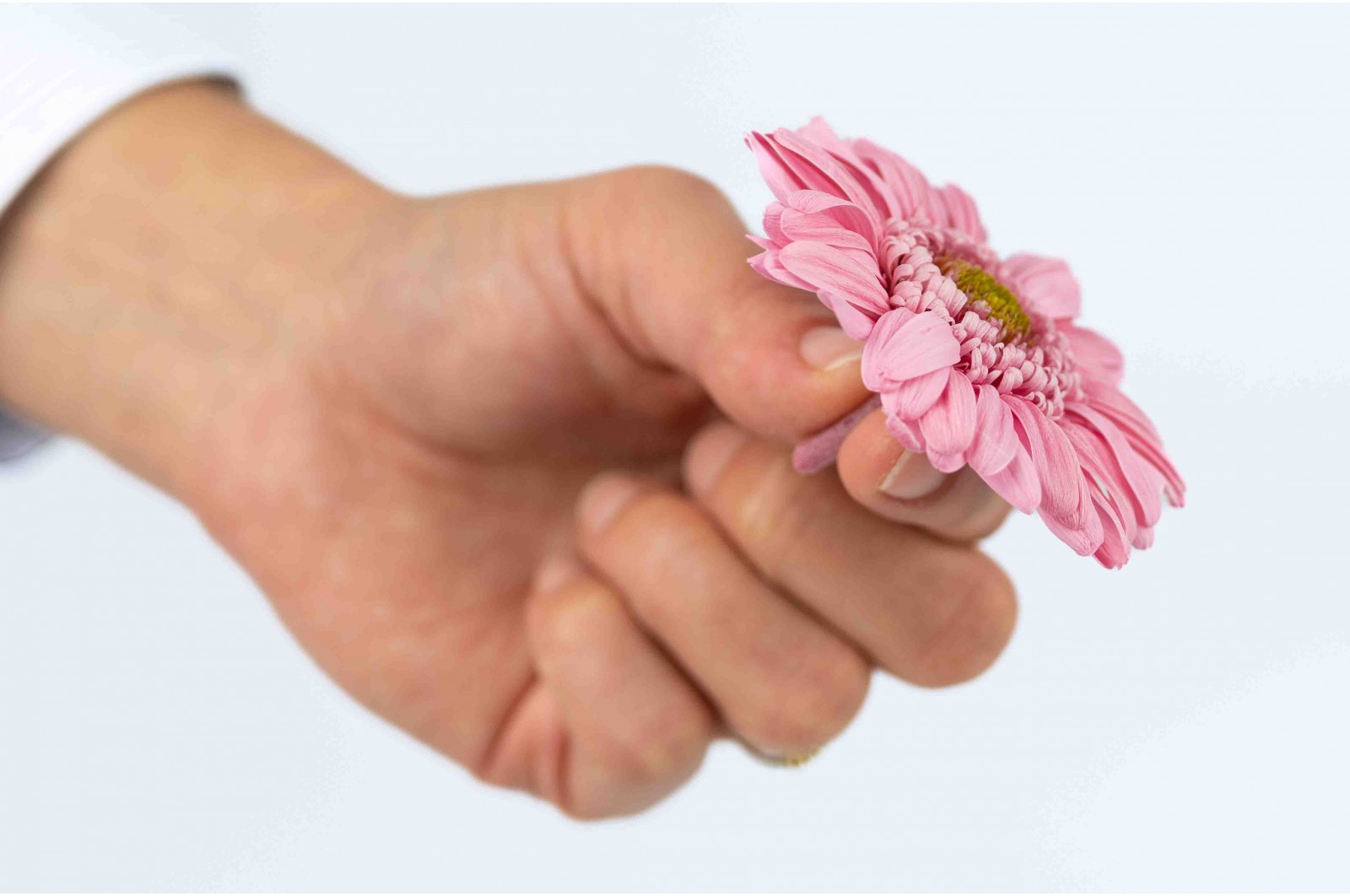 PHOCEALYS│gerbera stabilisé│vente aux pros│Grossiste