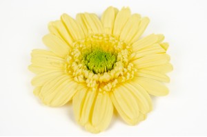 PHOCEALYS│gerbera stabilisé│vente aux pros│Grossiste