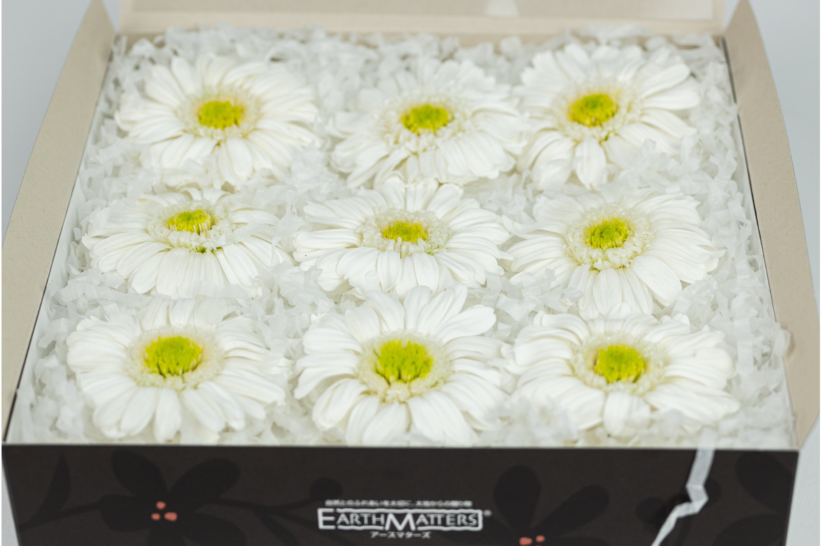 PHOCEALYS│gerbera stabilisé│vente aux pros│Grossiste