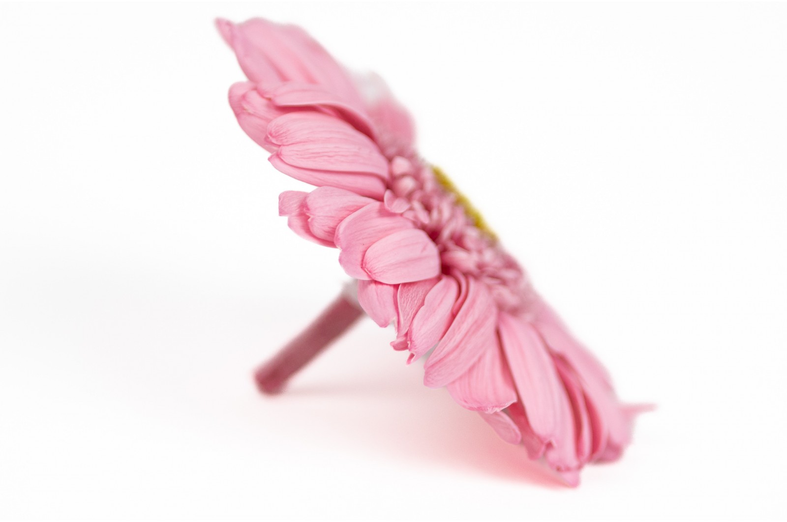 PHOCEALYS│gerbera stabilisé│vente aux pros│Grossiste