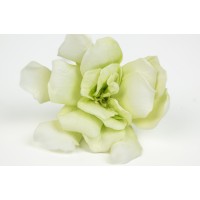 Gardénia stabilisé vente aux pros│Grossiste en végétaux stabilisées