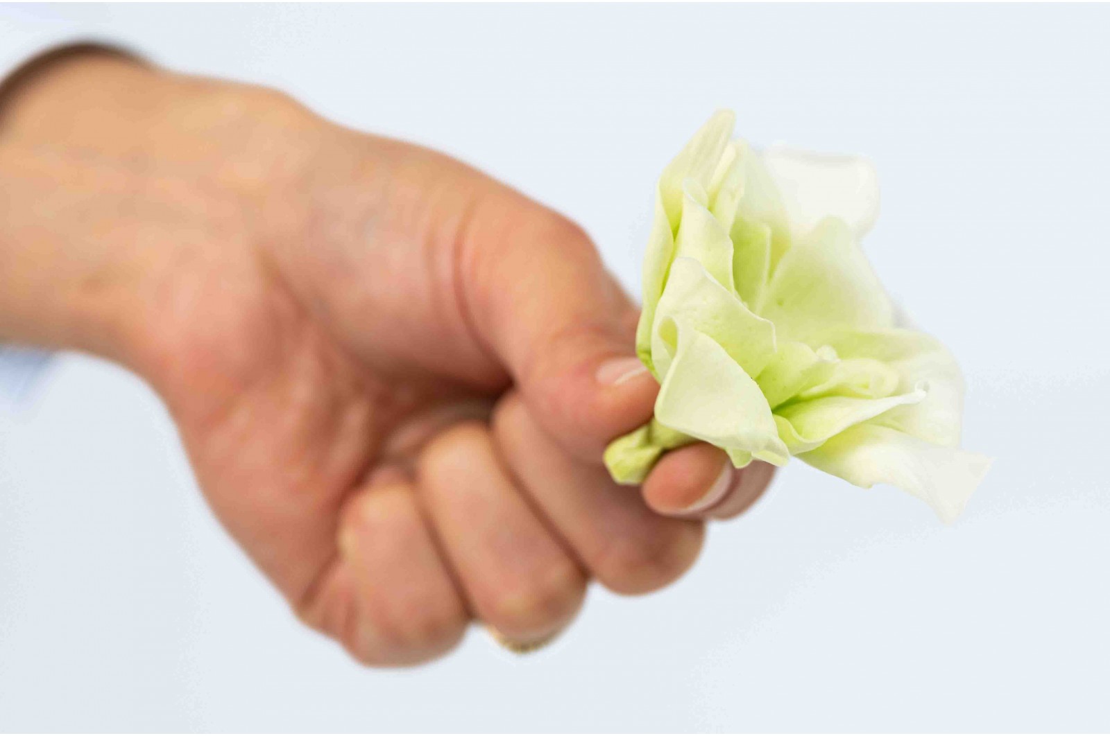 Gardénia stabilisé vente aux pros│Grossiste en végétaux stabilisées