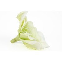 Gardénia stabilisé vente aux pros│Grossiste en végétaux stabilisées