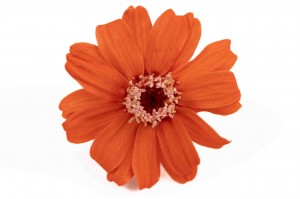 PHOCEALYS│zinnia stabilisé│vente aux pros│Grossiste