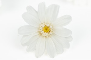 PHOCEALYS│zinnia stabilisé│vente aux pros│Grossiste