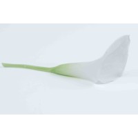 PHOCEALYS│calla stabilisé vente aux pros│Grossiste