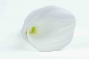 PHOCEALYS│calla stabilisé vente aux pros│Grossiste