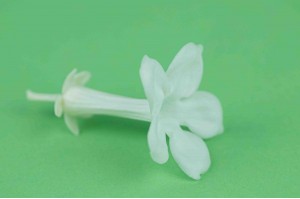 PHOCEALYS│fleurs de jasmin stabilisées vente aux pros│Grossiste