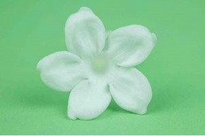 PHOCEALYS│fleurs de jasmin stabilisées vente aux pros│Grossiste